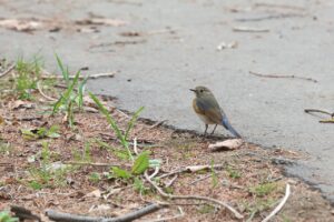 ルリビタキ2026年4月26日若雄