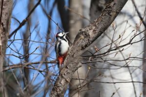 アカゲラ雄2026年4月5日