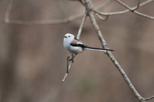 シマエナガ2026年4月5日