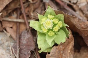 アキタブキ2026年4月5日ふきのとう