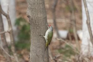 ヤマゲラ雄2026年4月5日