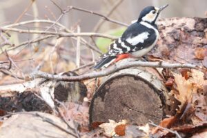 アカゲラ雌2026年4月18日