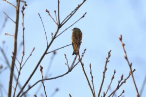 カワラヒワ2026年4月18日