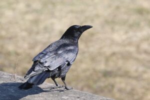 ハシボソガラス2026年4月5日