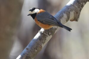 ヤマガラ2026年4月26日