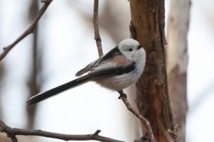 シマエナガ2026年4月12日