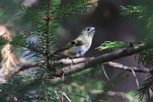 キクイタダキ2026年4月12日