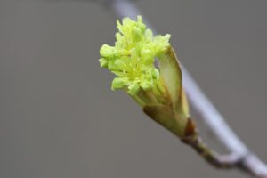 イタヤカエデの花2026年4月18日