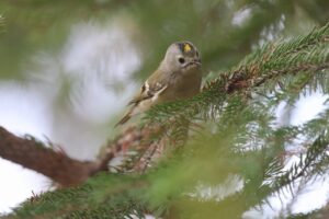 キクイタダキ2026年4月26日