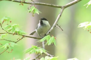ハシブトガラ2026年5月18日