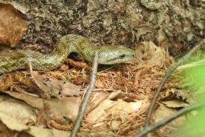 アオダイショウ2026年5月31日