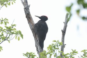 クマゲラ雄2026年5月18日