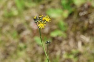 キバナコウリンタンポポ2026年5月31日