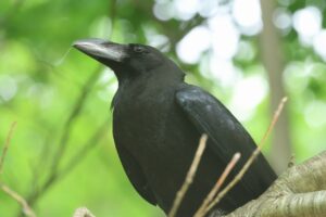 ハシブトガラス2026年5月31日