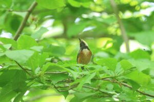 ヤマガラ2026年5月31日
