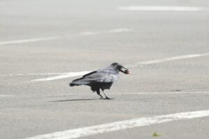ハシボソガラス2026年5月31日オニグルミの実を食べる