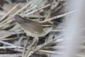 ヤブサメ2026年5月10日