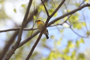 キビタキ雄2026年5月3日