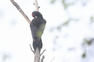 クマゲラ雄2026年5月10日羽繕い
