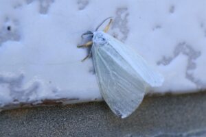 キアシドクガ成虫2026年6月14日