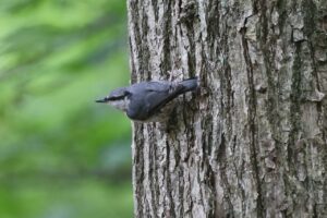 ゴジュウカラ2026年6月22日