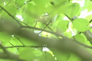 オオムシクイ2026年6月8日