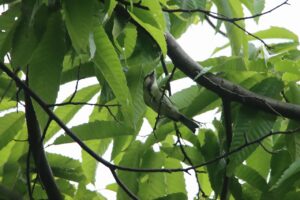 シジュウカラ幼鳥2026年6月28日