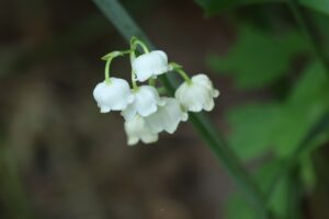 スズラン2026年6月8日富丘西公園