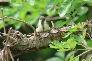 シジュウカラ幼鳥2026年7月２6日