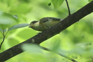 ヤマガラ幼鳥2026年7月5日