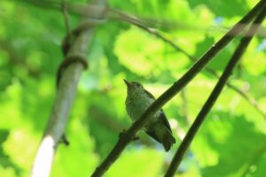 コサメビタキ幼鳥2026年7月26日