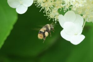 エゾオオマルハナバチ2026年7月19日