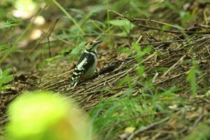 アカゲラ幼鳥2026年7月19日