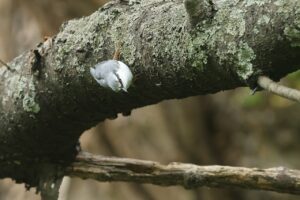 ゴジュウカラ2026年7月5日
