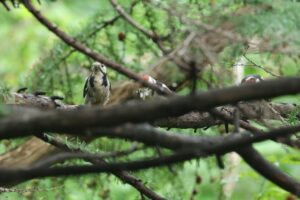 アカゲラ2026年7月13日2母鳥が幼鳥に蛾を給餌