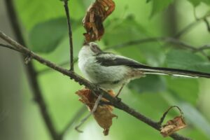 シマエナガ幼鳥2026年7月5日