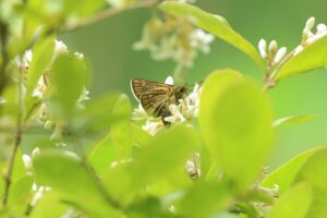 コチャバネセセリ2026年7月5日