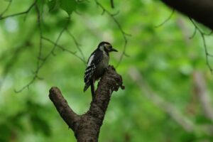 アカゲラ幼鳥2026年7月26日