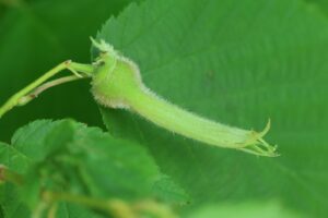 ツノハシバミ果実2026年7月5日