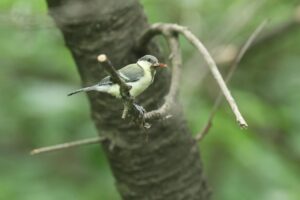シジュウカラ幼鳥2026年7月5日
