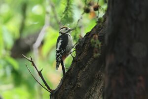 アカゲラ幼鳥2026年7月13日