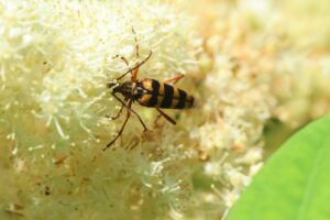 ヨツスジハナカミキリ2026年7月２6日