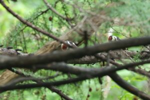 アカゲラ2026年7月13日3幼鳥2羽枝かぶり