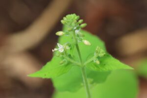 ウシタキソウ2026年7月13日開花