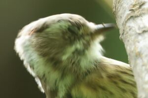 コゲラ雄20260831頭部トリミング