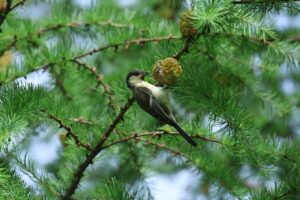 シジュウカラ幼鳥2026年8月17日