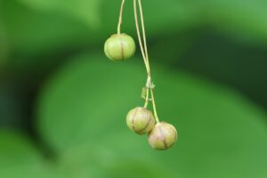 ツリバナ2026年8月17日