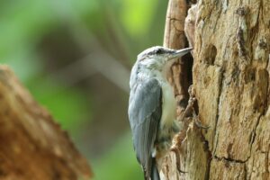 ゴジュウカラ2026年8月24日