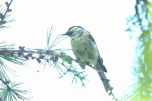 ヒガラ幼鳥２026年8月24日