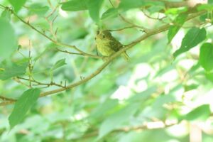 コサメビタキ幼鳥2026年8月2日